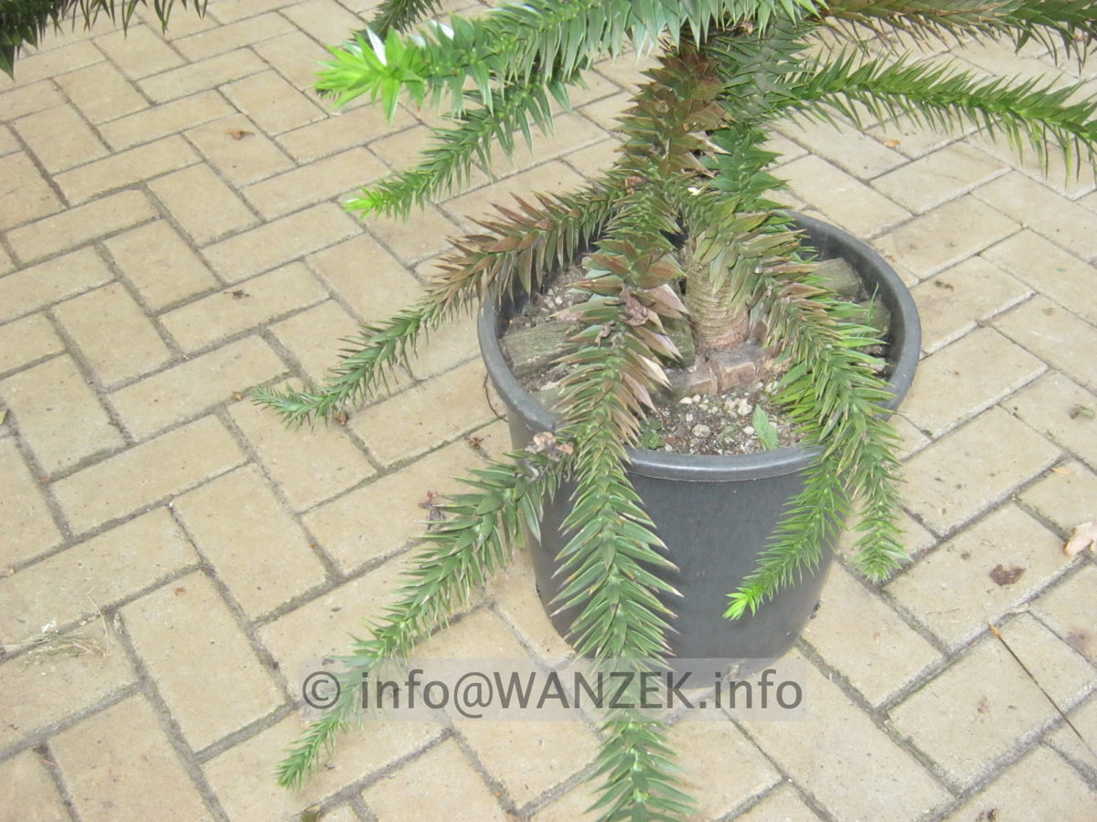 Araucaria araucana  125cm 004.JPG